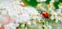 Natur'essen'ciel
